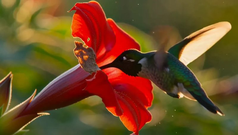 H3 Max slow-motion still: a hummingbird hovering at a red trumpet flower
